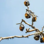 Tierernährung: Ist selbstgemachtes Futter besser als Fertigfutter?