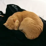 Tierpflege: Wie oft sollte man Katzen wirklich baden?