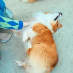 Tiergesundheit: Wie du deinen Hund oder deine Katze vor Zecken schützt