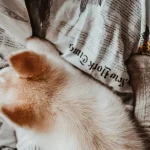 Tierkommunikation: Können Tiere mit anderen Arten kommunizieren?