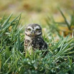 Tierpflege: Wie oft sollte man eine Katze entwurmen?