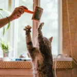 Tierpflege: Wie oft sollte man eine Katze entwurmen?