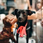 Tierpflege: Welche Bürste ist die beste für mein Haustier?