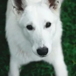 Tieradoption: Wie du ein traumatisiertes Tier richtig betreust