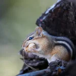 Tierkommunikation Wie Ameisen miteinander sprechen