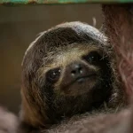 Tierkommunikation Wie Ameisen miteinander sprechen