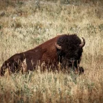Wildtiere Die intelligentesten Tiere und ihre erstaunlichen Fähigkeiten