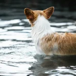 Tiergesundheit Wie du das Immunsystem deines Haustiers stärken kannst