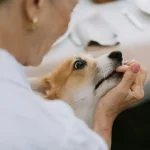 Wildtiere Die gefährlichsten Tiere der Welt und warum sie so gefährlich sind