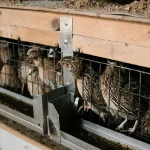 Tieradoption Warum ältere Haustiere eine zweite Chance verdienen