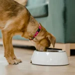 Tiergesundheit Die häufigsten Parasiten bei Hunden und Katzen