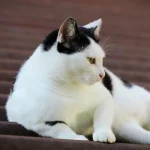 Tieradoption Warum Hunde aus dem Tierschutz oft treuere Begleiter sind
