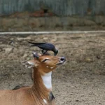 Tierschutz Wie Zoos zur Arterhaltung beitragen können