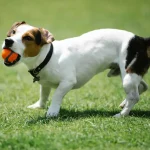 Tierkommunikation Warum Hunde ihre Ohren bewegen können