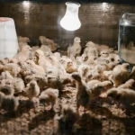 Tierverhalten Die häufigsten Ursachen für unerwünschtes Verhalten bei Hunden