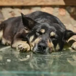 Tierernährung Warum Wasser für Haustiere genauso wichtig ist wie Futter