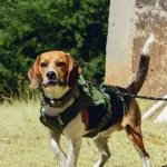 Tiergesundheit Was tun, wenn dein Hund oder deine Katze humpelt?