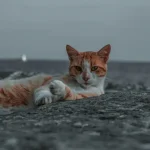 Tiergesundheit Was tun, wenn dein Hund oder deine Katze humpelt?