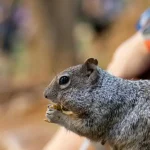 Tiergesundheit Erste Hilfe für Haustiere: Was jeder Besitzer wissen sollte