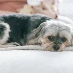 Tierkommunikation Warum Hunde auf bestimmte Wörter reagieren