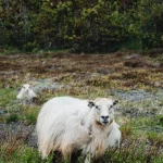 Tieradoption Welche Haustiere für Erstbesitzer am besten geeignet sind