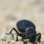 Tierkommunikation Die geheimnisvolle Sprache der Elefanten