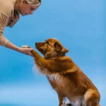 Tierkommunikation Die besten Möglichkeiten, mit deinem Haustier zu kommunizieren