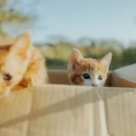 Tierernährung Wie du die Futtermenge für dein Haustier richtig berechnest