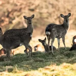 Tieradoption Die besten Tipps, um ein Tierheimtier an sein neues Zuhause zu gewöhnen