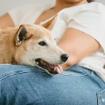 Wildtiere Die ungewöhnlichsten Schlafgewohnheiten von Wildtieren