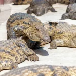 Tierkommunikation Wie Fledermäuse sich in der Dunkelheit orientieren