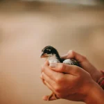Tieradoption Was du beachten solltest, bevor du ein Haustier adoptierst