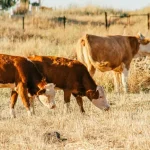 Tierschutz Welche Alternativen es zu Tierversuchen gibt