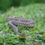Wildtiere Warum Eulen lautlos fliegen können