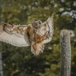 Wildtiere Welche Tierarten echte Werkzeuge benutzen