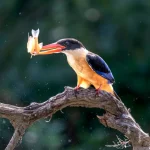 Wildtiere Welche Tierarten echte Werkzeuge benutzen
