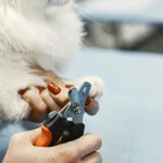 Tierernährung Die besten Futteralternativen für Haustiere mit Allergien