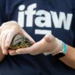 Tiergesundheit Welche Impfungen sind für Haustiere wirklich notwendig?