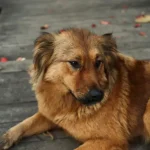 Tieradoption Wie du eine gute Bindung zu deinem adoptierten Haustier aufbaust