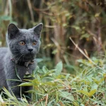 Wildtiere Warum Delfine so intelligente Tiere sind