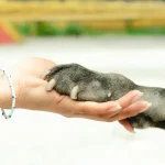 Tiergesundheit Wie du deinen Hund oder deine Katze vor Hitze schützt