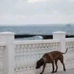 Wildtiere Wie Fledermäuse mit Ultraschall navigieren