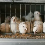 Tierkommunikation Warum manche Tiere mit Ultraschall kommunizieren