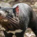 Tierkommunikation Die Körpersprache von Papageien richtig deuten