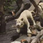 Tiergesundheit Warum Haustiere manchmal plötzlich humpeln