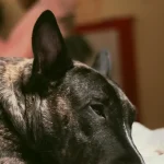 Tieradoption Wie du einem neuen Haustier das Eingewöhnen erleichterst