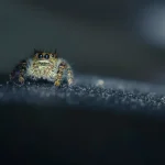 Tiergesundheit Welche Anzeichen deuten auf eine Ohrenentzündung bei Hunden hin?