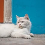 Tierernährung Warum Katzen kein Hundefutter fressen sollten