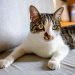 Tiergesundheit Wie erkenne ich Herzprobleme bei meiner Katze?