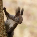 Tiergesundheit Warum Hunde manchmal Gras fressen – harmlos oder gefährlich?